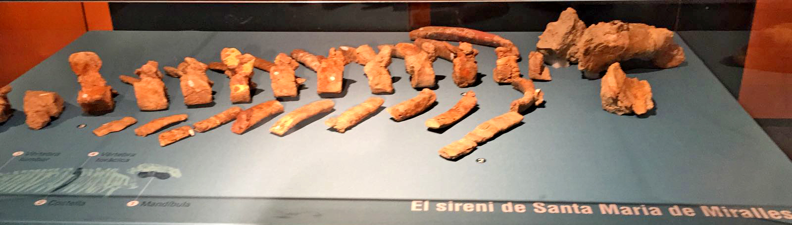 Sireni del Turó dels Campassos a Santa Maria de Miralles (Museu Comarcal de l'Anoia)