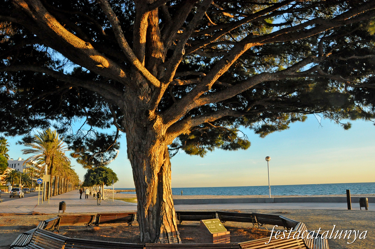 Cambrils - Pi Rodó 
