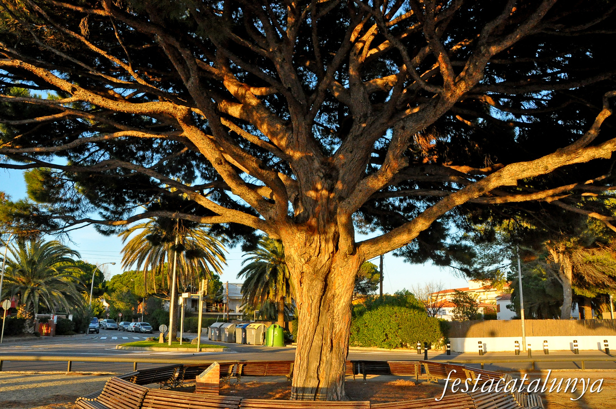 Cambrils - Pi Rodó