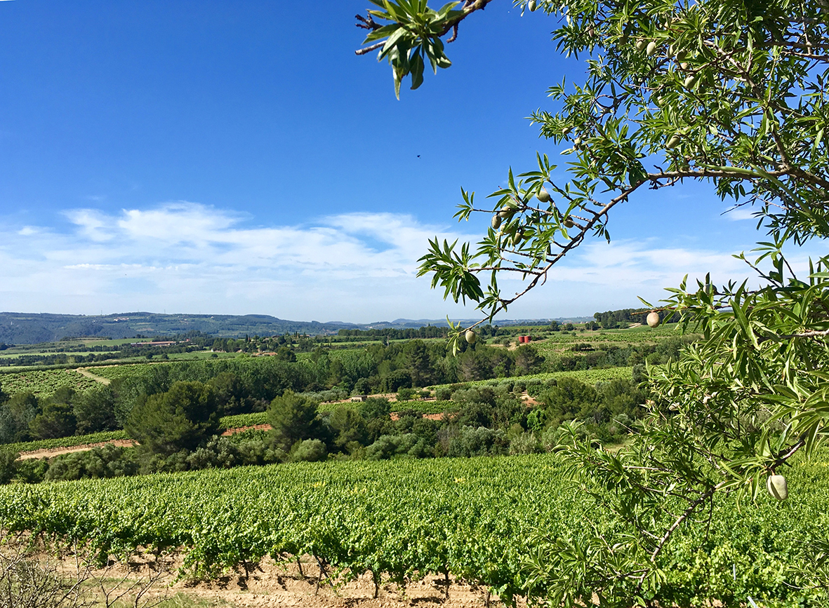 Paisatge penedesenc a Sant Llorenç d'Hortons