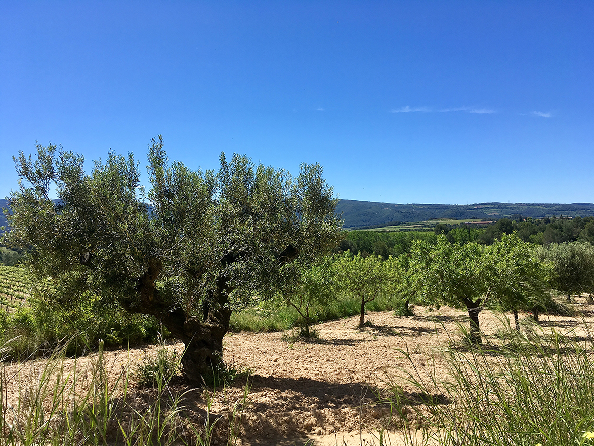 Sant Llorenç d'Hortons (Foto: Ajuntament de Sant Llorenç d'Hortons)