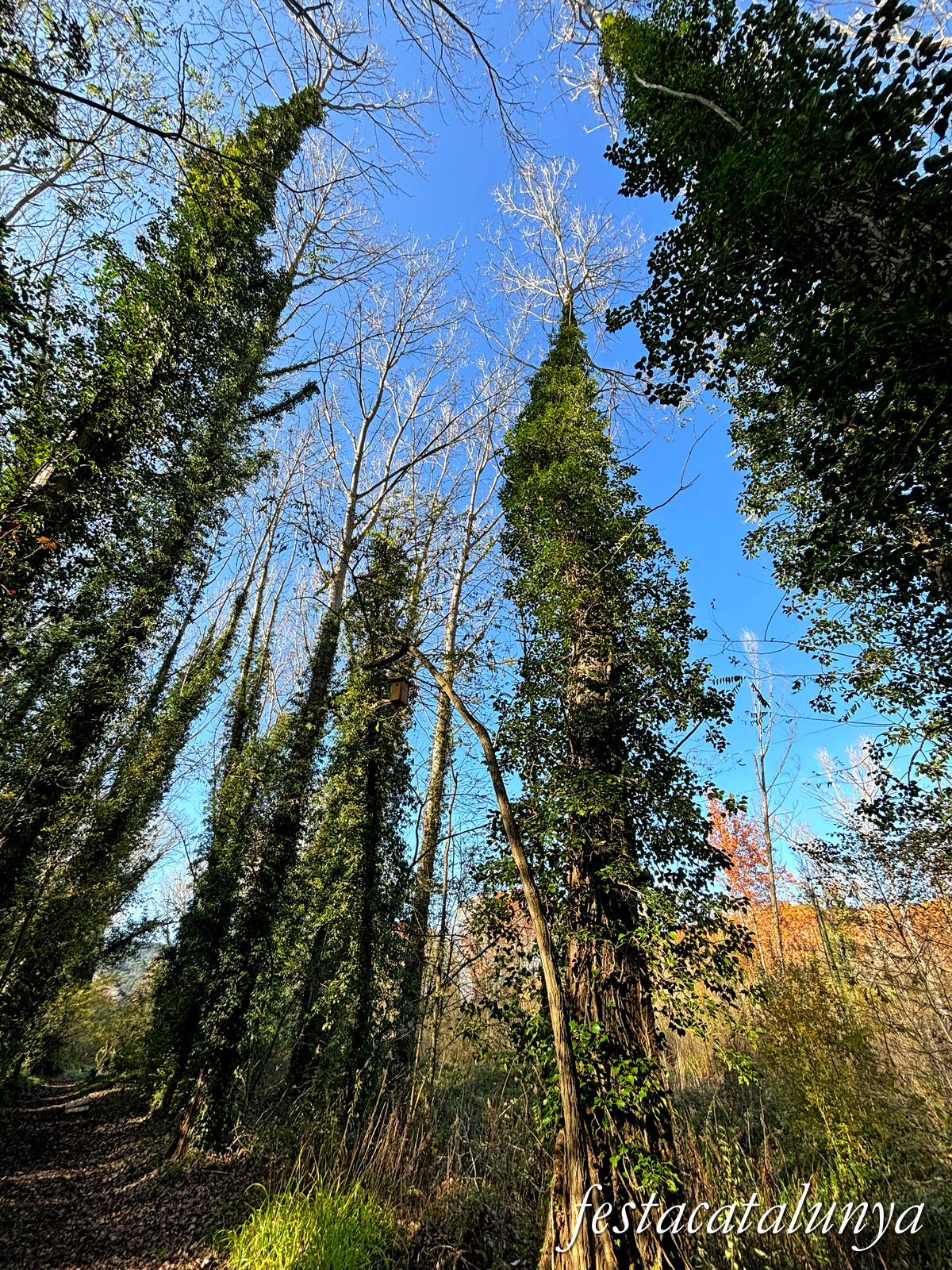 Bescanó - Ruta Ribes del Ter