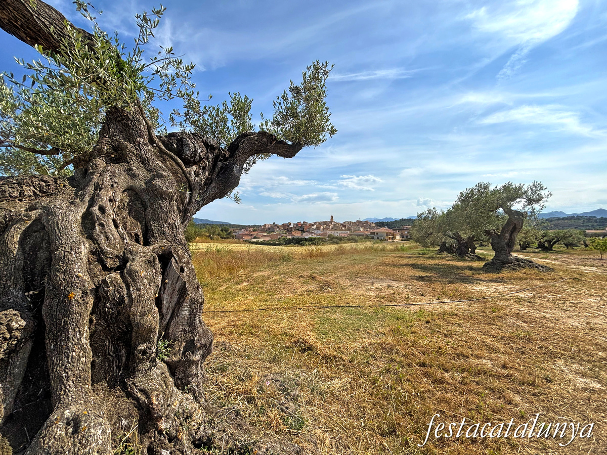 Pinell de Brai - Espais de la Batalla de l'Ebre - Vistes panoràmiques des de la Bassa