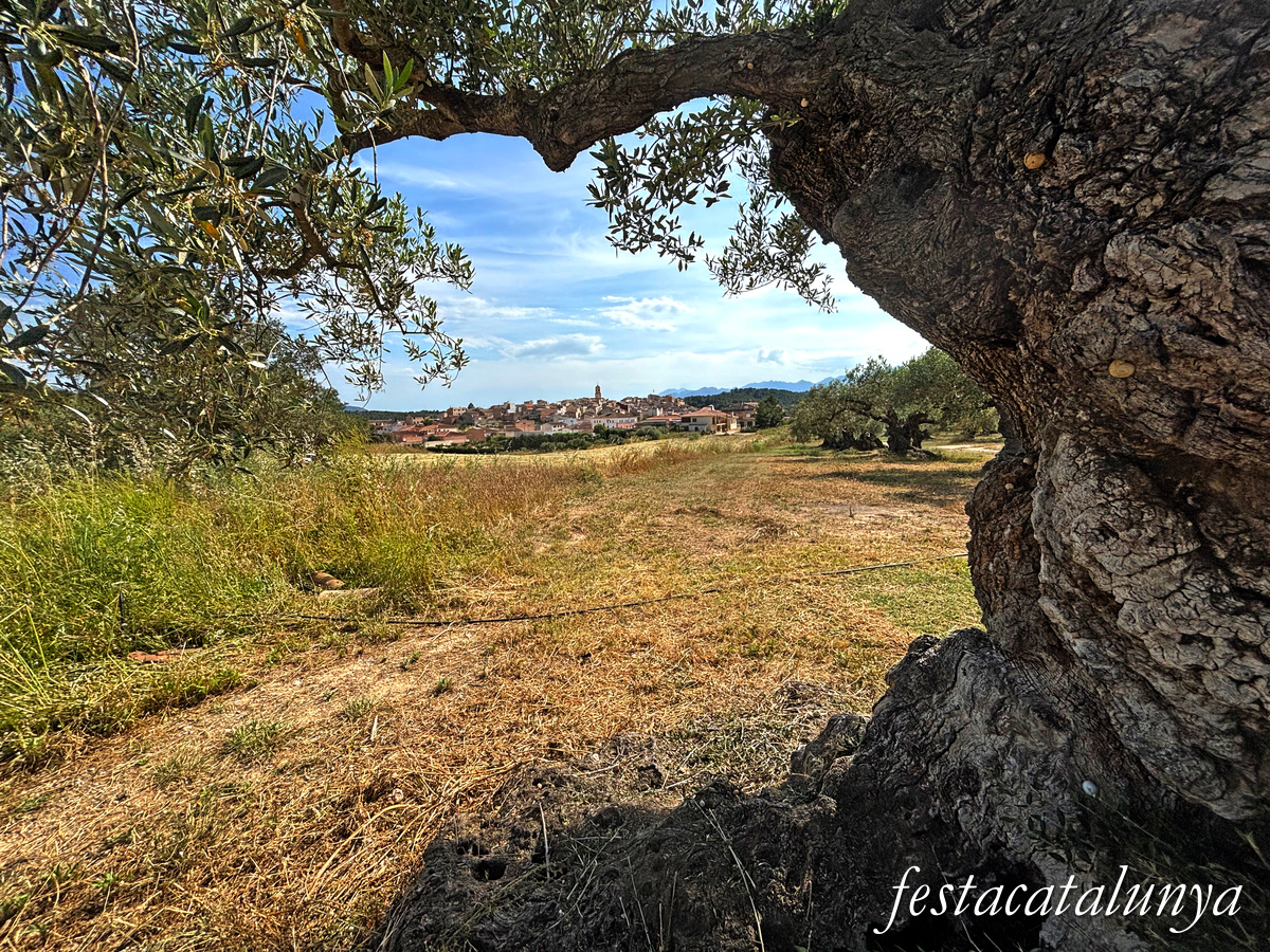 Pinell de Brai - Espais de la Batalla de l'Ebre - Vistes panoràmiques des de la Bassa