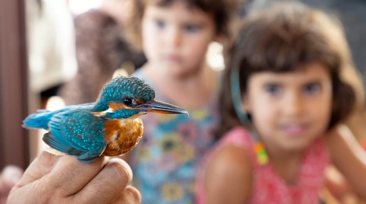 Delta Birding Festival a Amposta