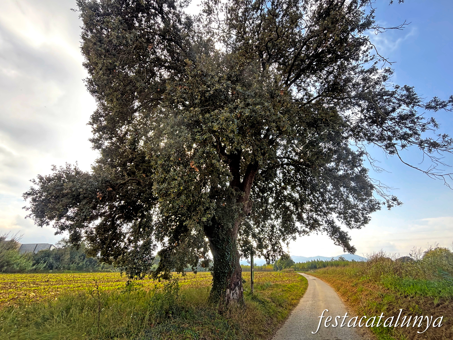 Bordils - Ruta dels arbres singulars - Alzina del Molí