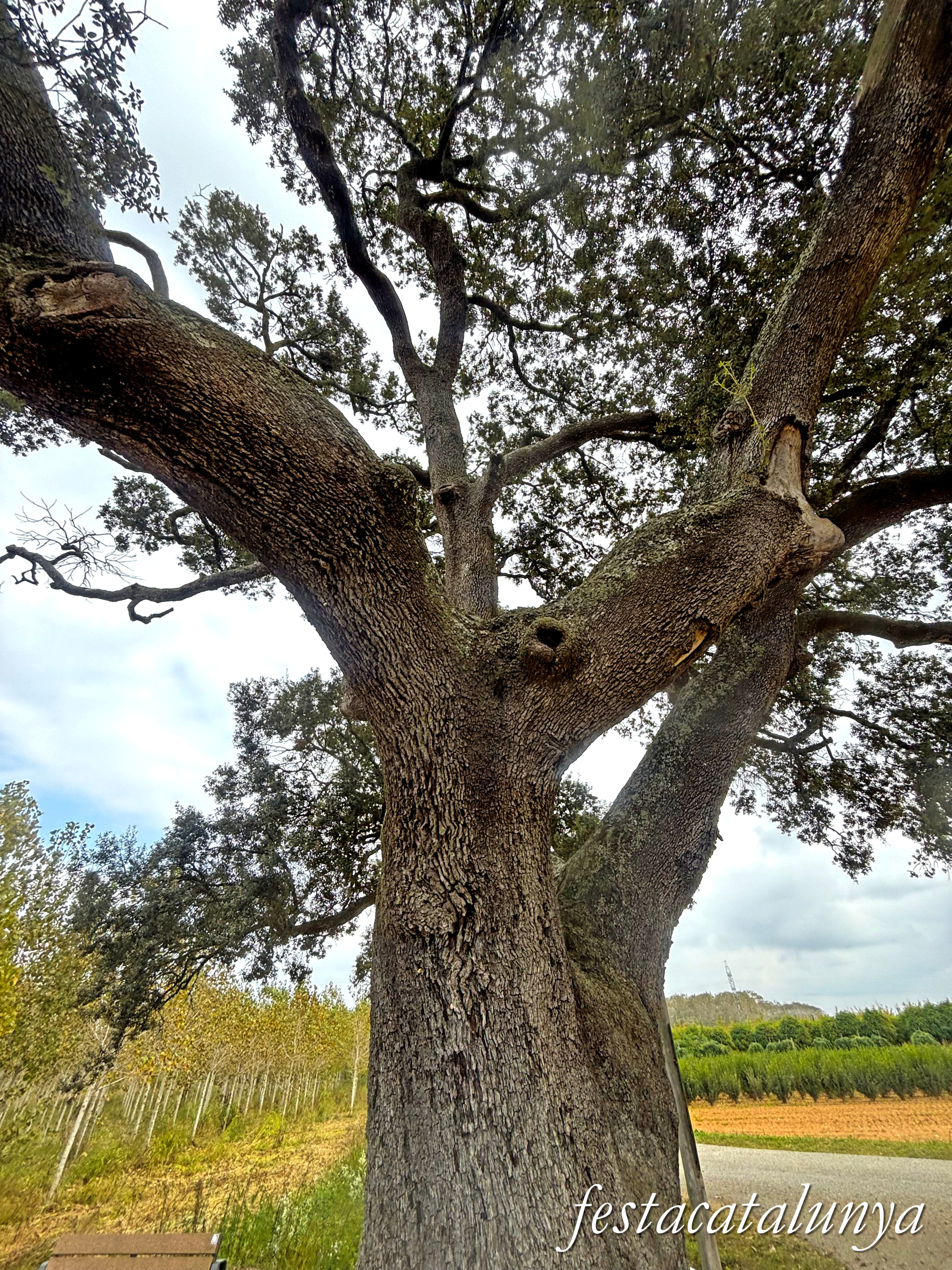 Bordils - Ruta dels arbres singulars - Alzina reparadora de la Canova 
