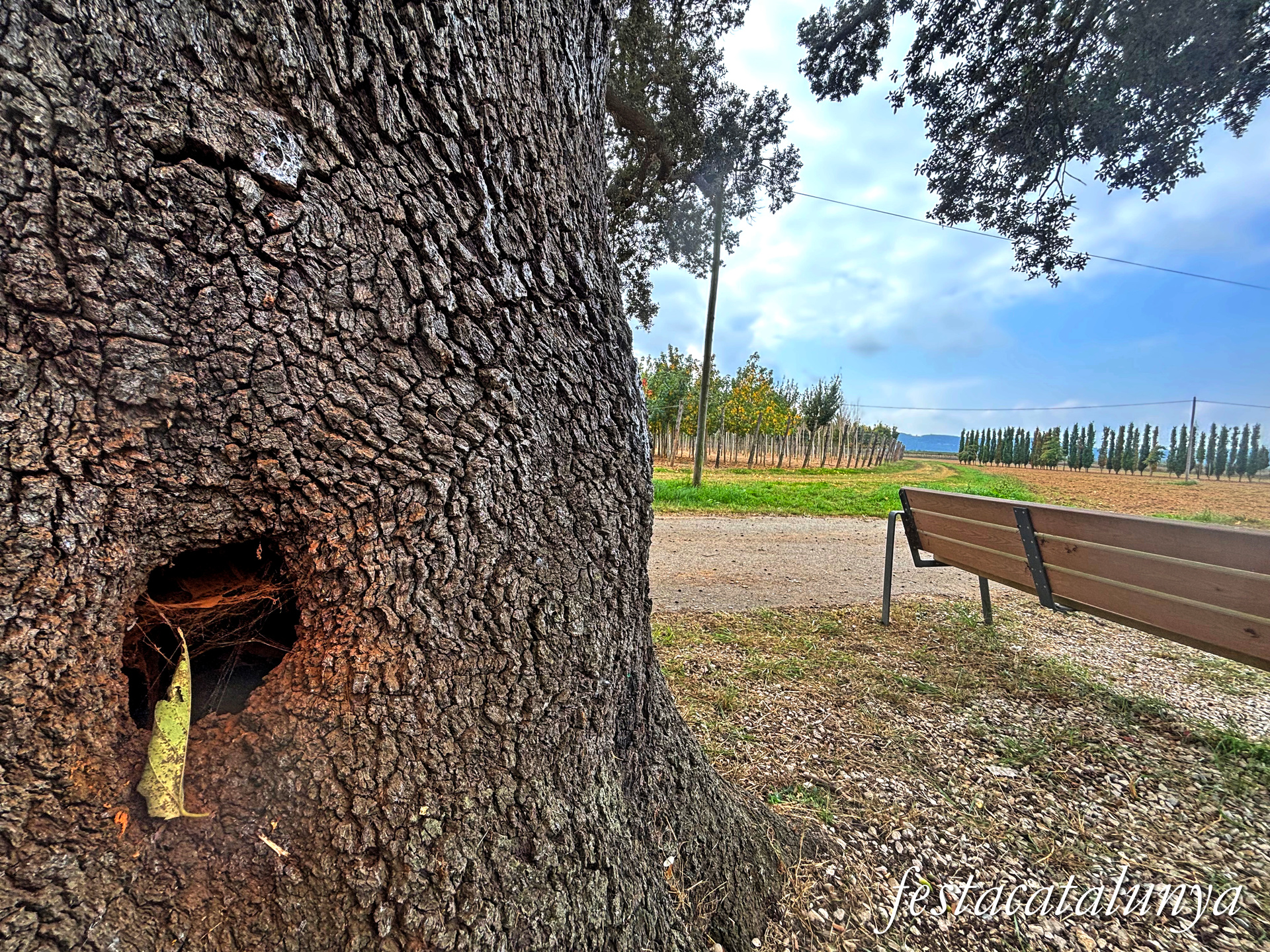 Bordils - Ruta dels arbres singulars - Alzina reparadora de la Canova 