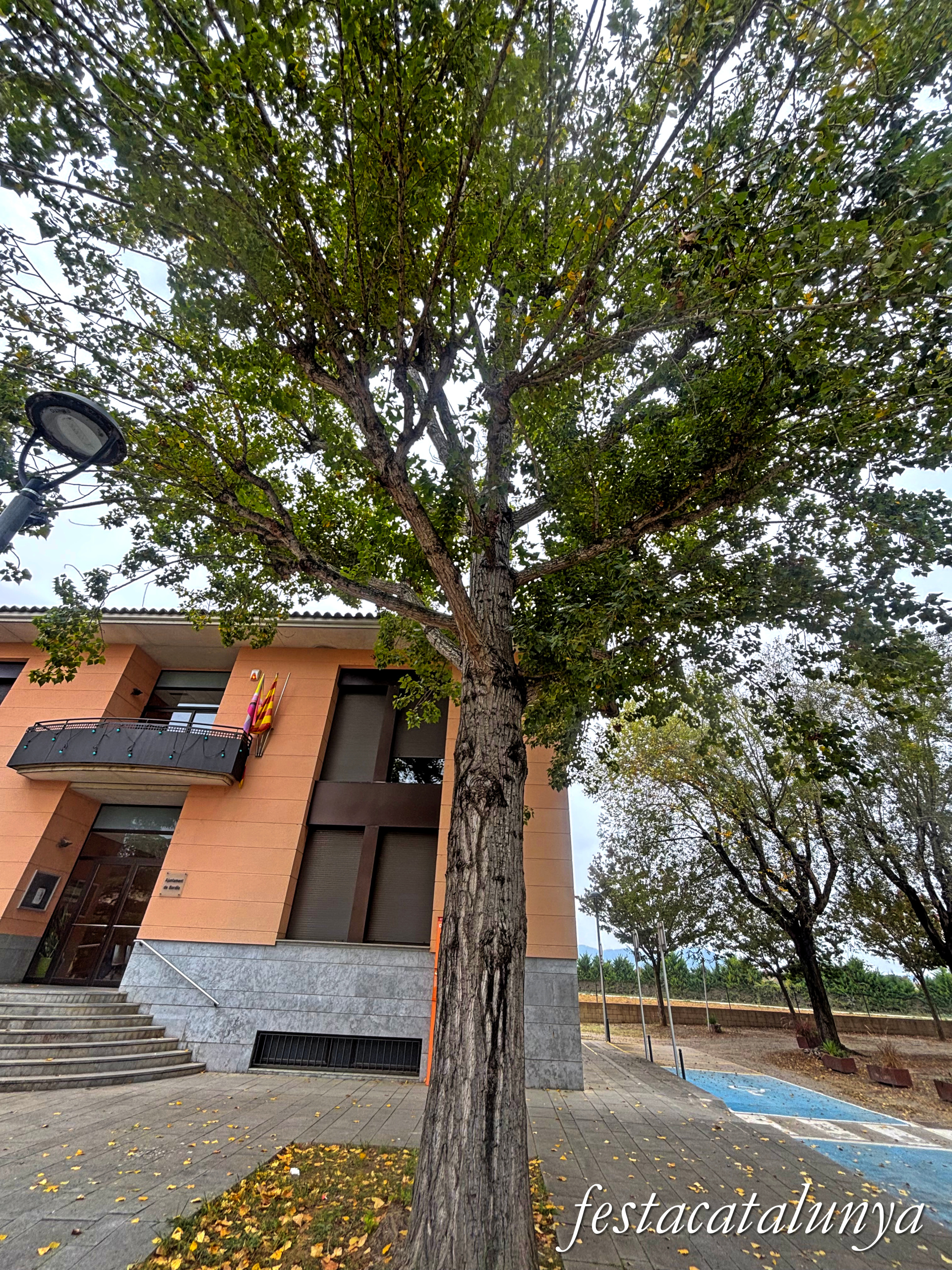 Bordils - Ruta dels arbres singulars - Arbre bordilenc 