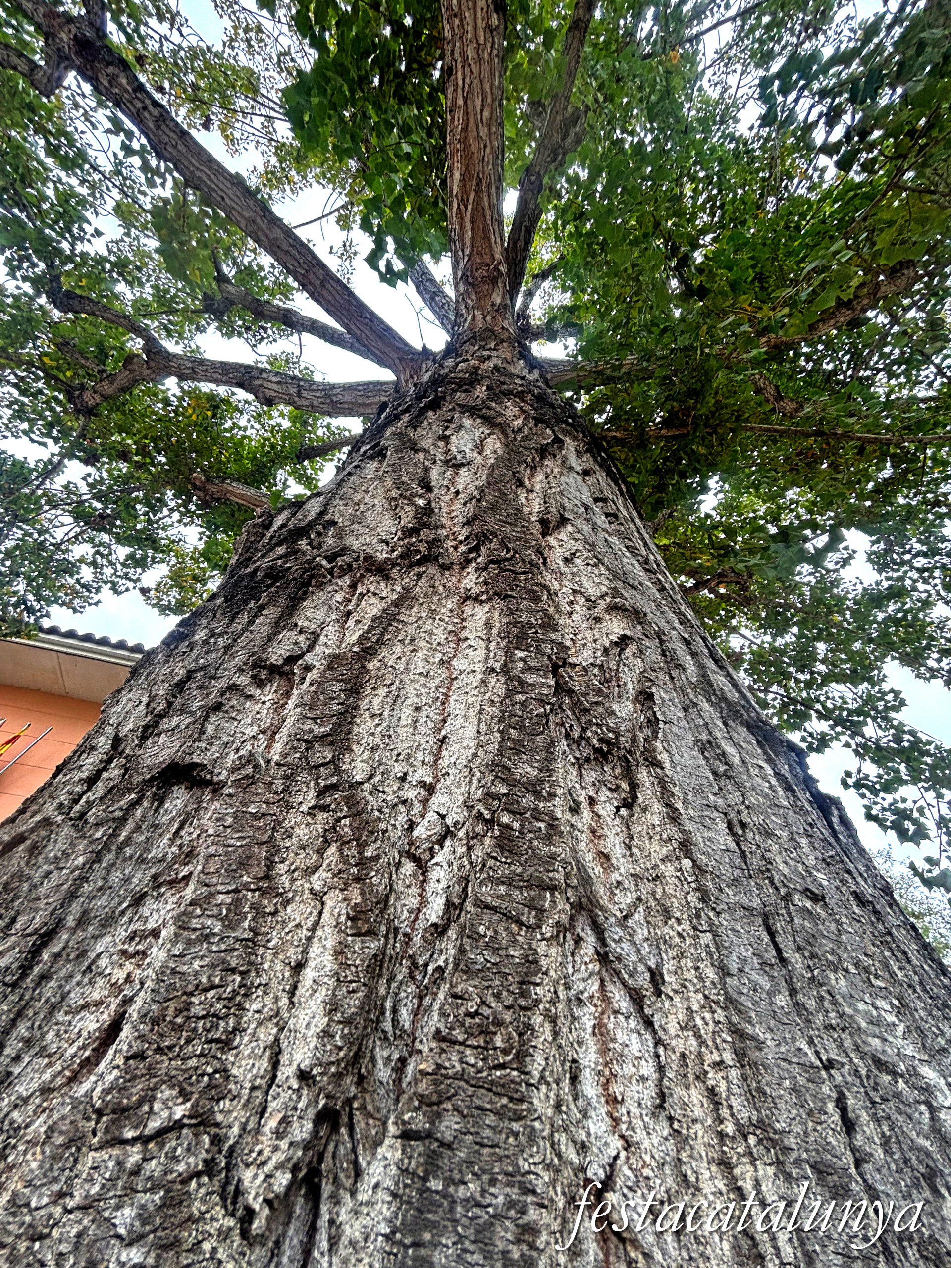 Bordils - Ruta dels arbres singulars - Arbre bordilenc 