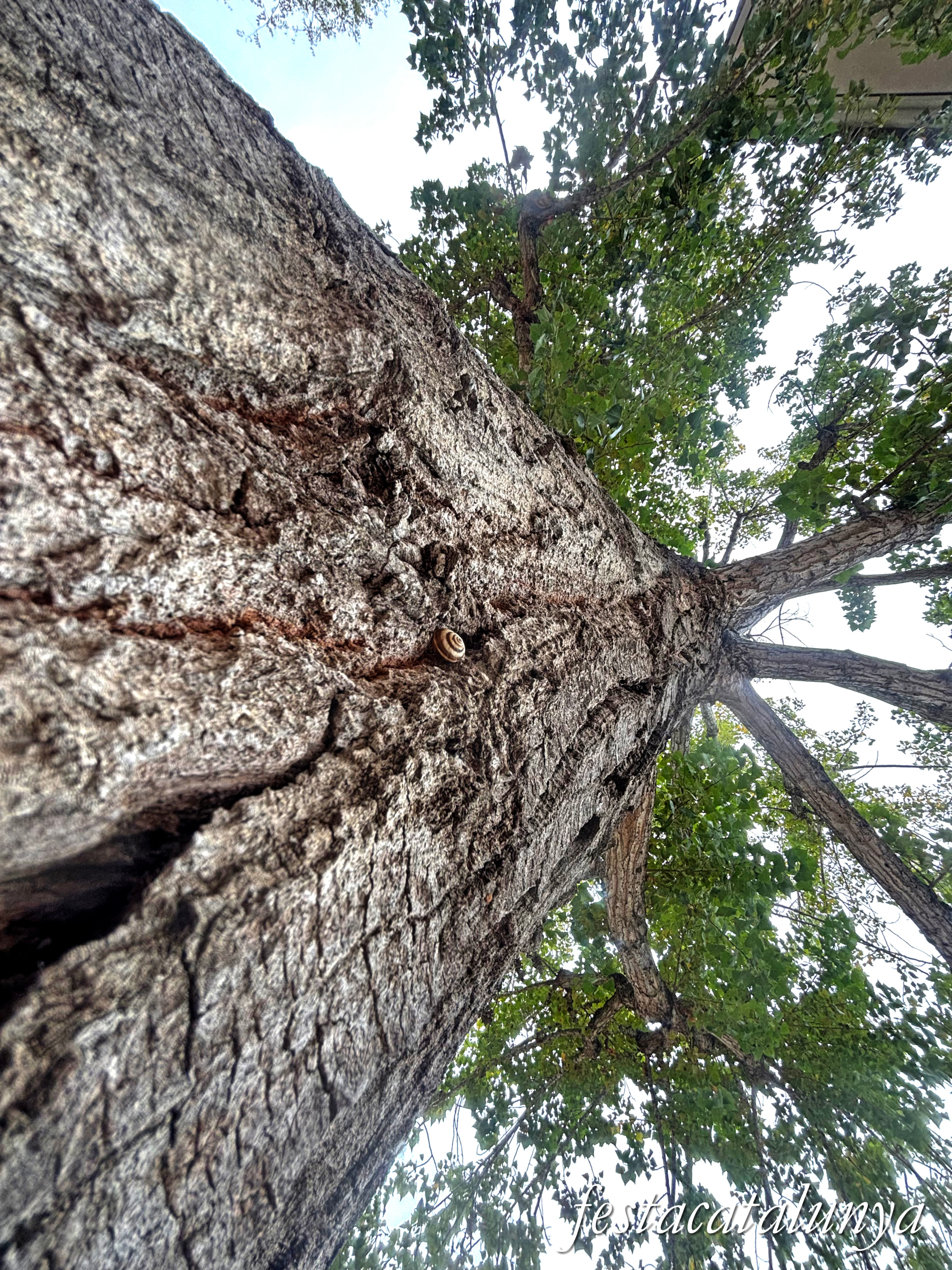 Bordils - Ruta dels arbres singulars - Arbre bordilenc 