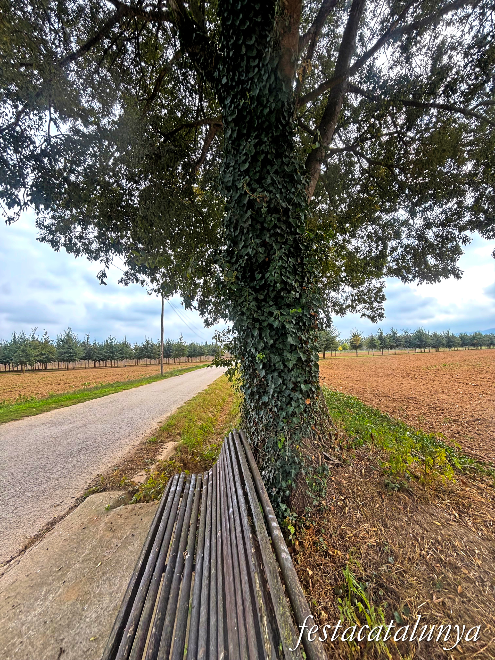 Bordils - Ruta dels arbres singulars - Lledoner de Can Cames 