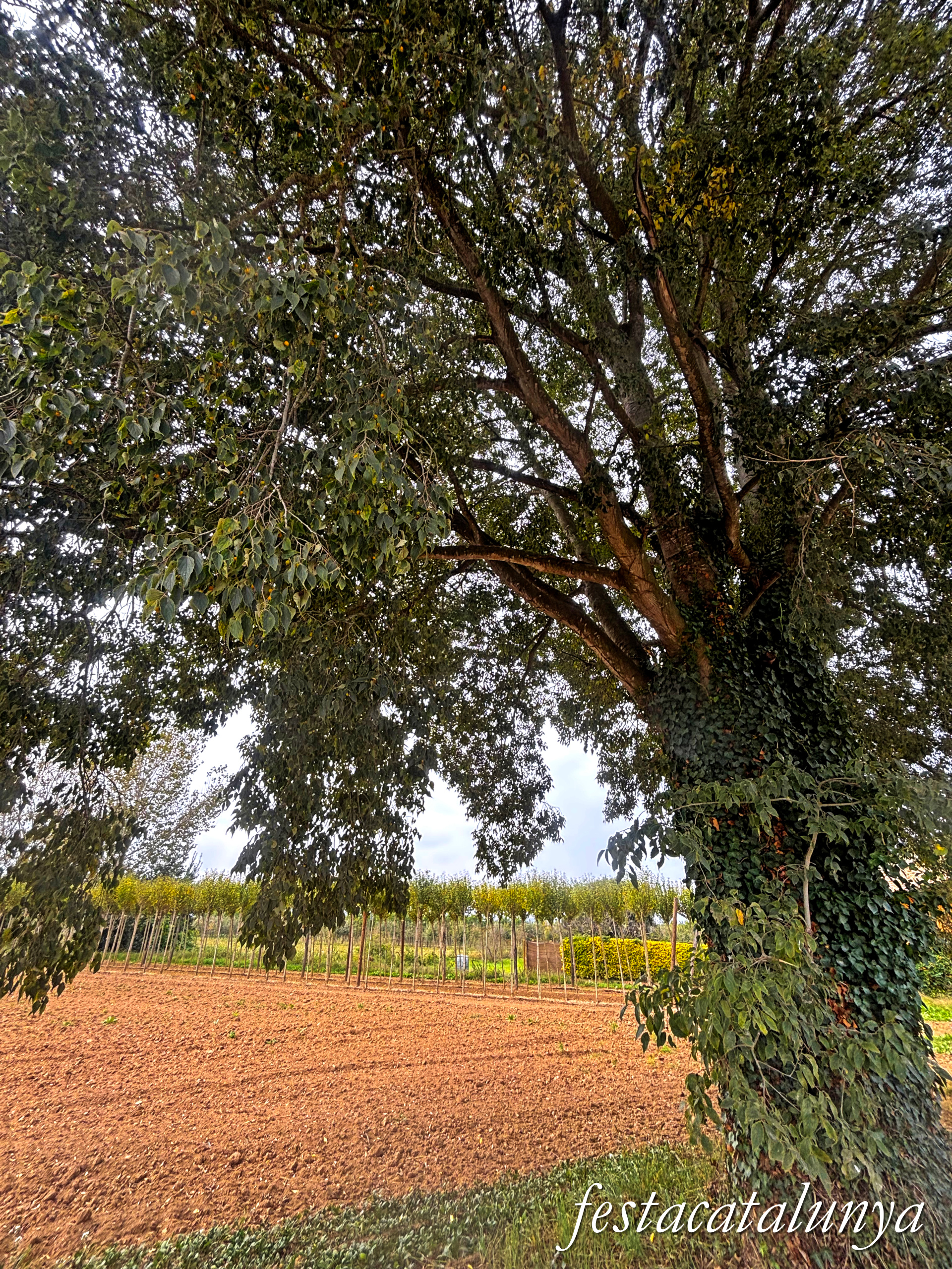 Bordils - Ruta dels arbres singulars - Lledoner de Can Cames 