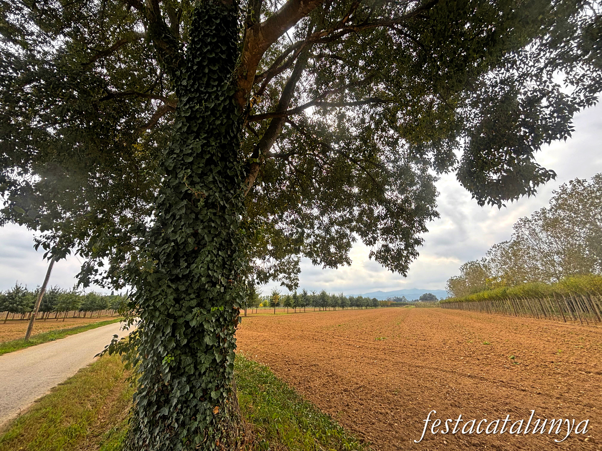 Bordils - Ruta dels arbres singulars - Lledoner de Can Cames