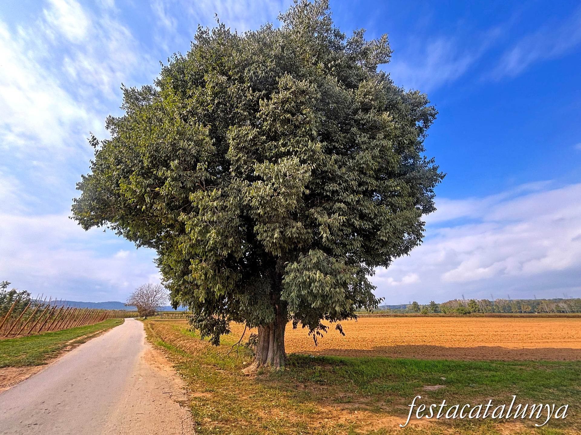 Ruta dels arbres singulars de Bordils ***