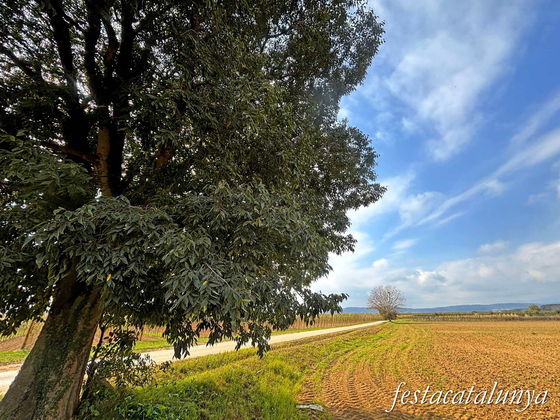 Bordils - Ruta dels arbres singulars - Lledoner del camí de Celrà