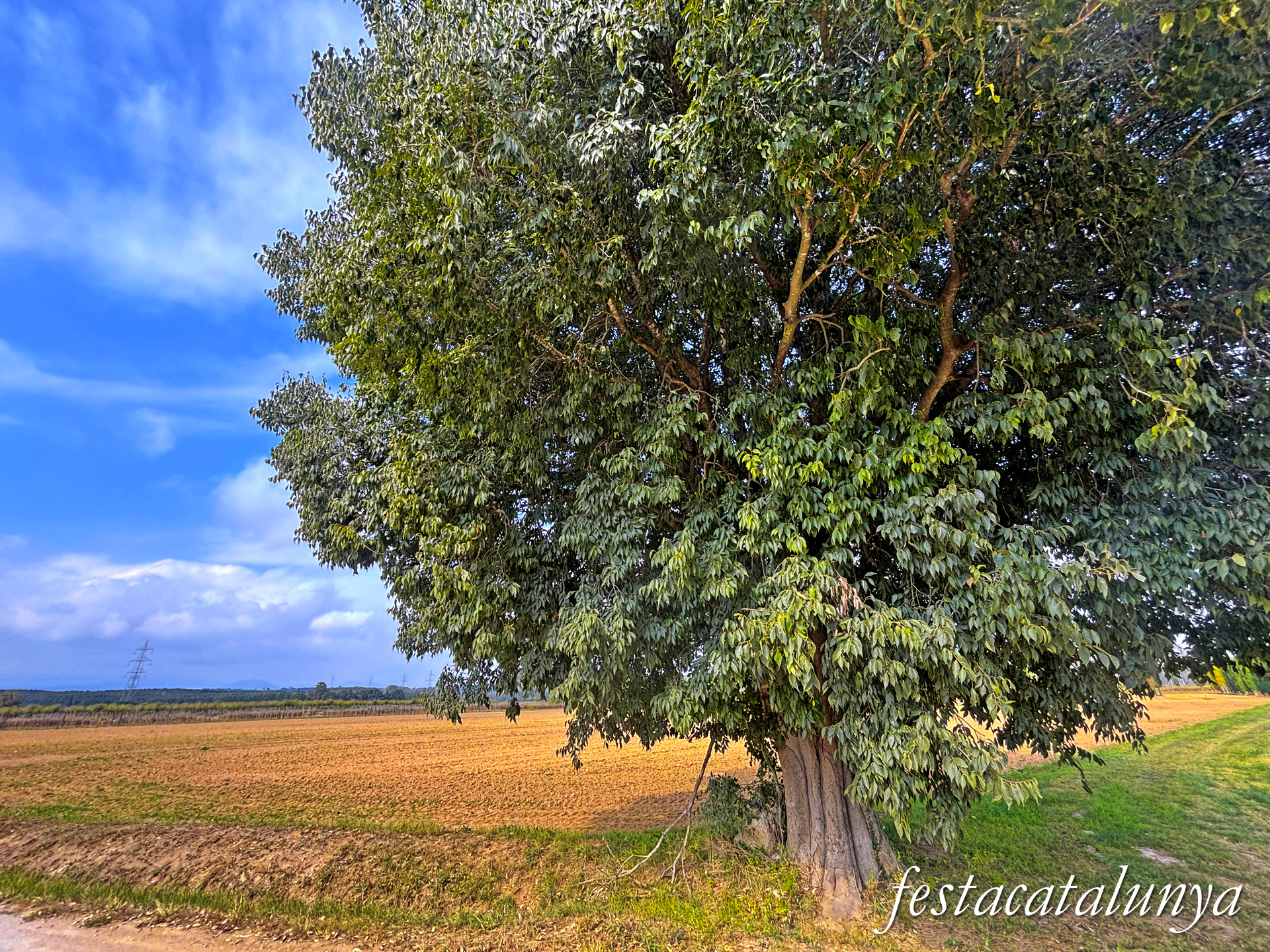 Bordils - Ruta dels arbres singulars - Lledoner del camí de Celrà 