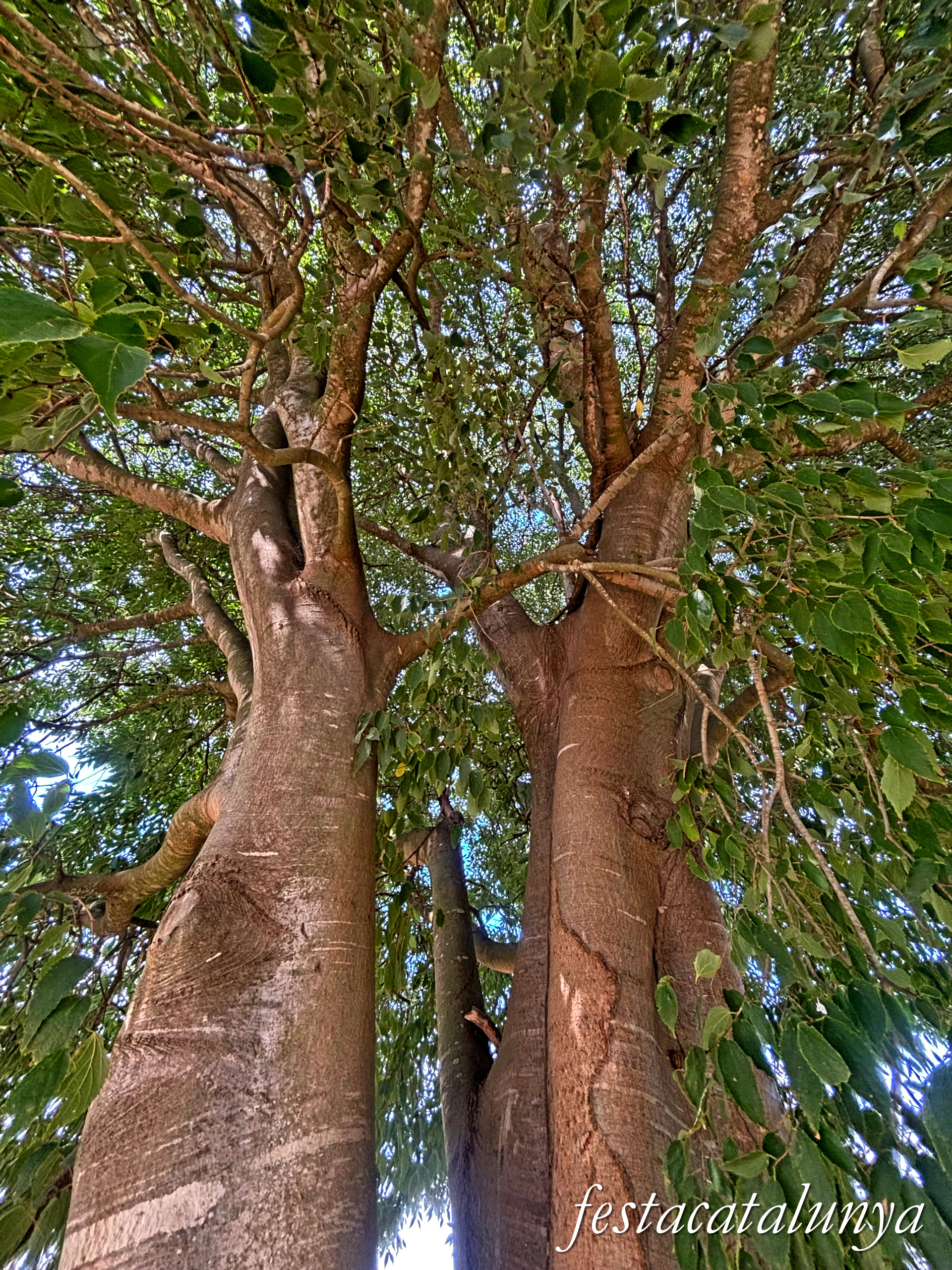 Bordils - Ruta dels arbres singulars - Lledoner del camí de Celrà