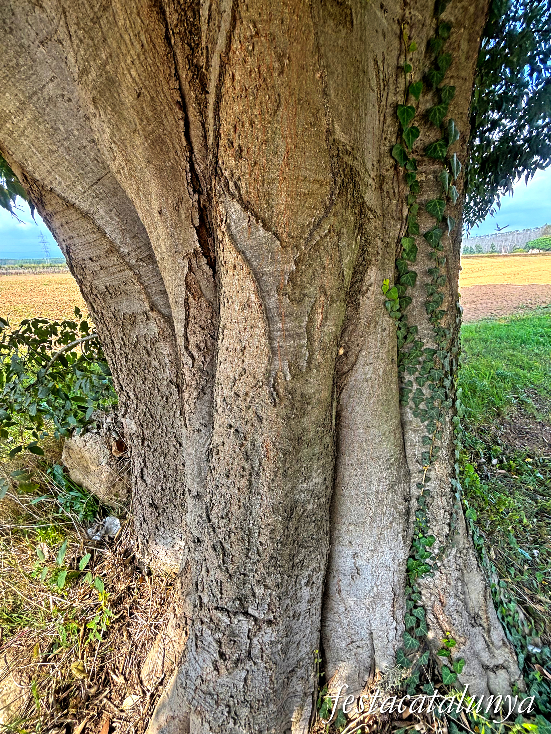 Bordils - Ruta dels arbres singulars - Lledoner del camí de Celrà 