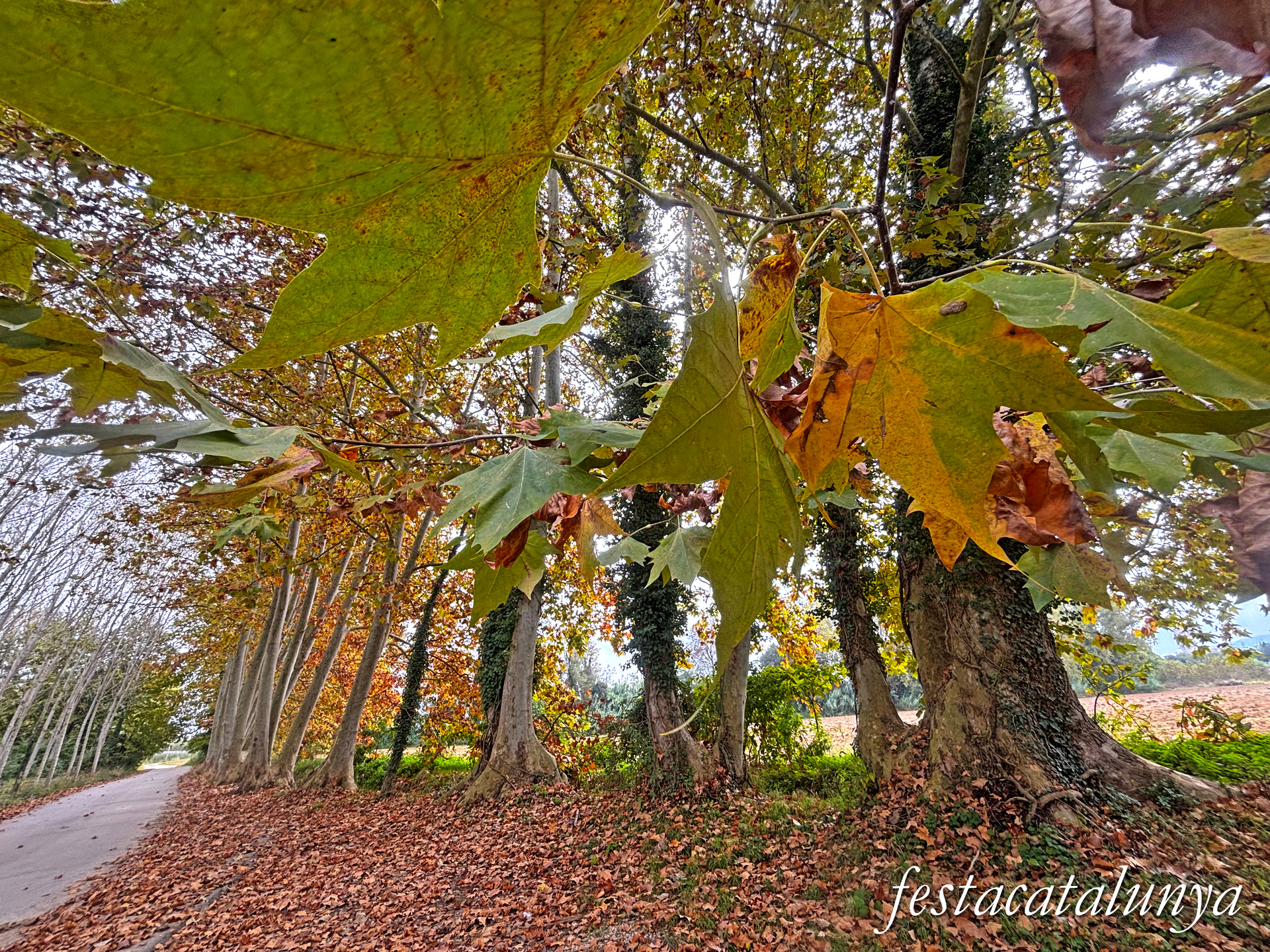 Bordils - Ruta dels arbres singulars - Plataners de can Coll 