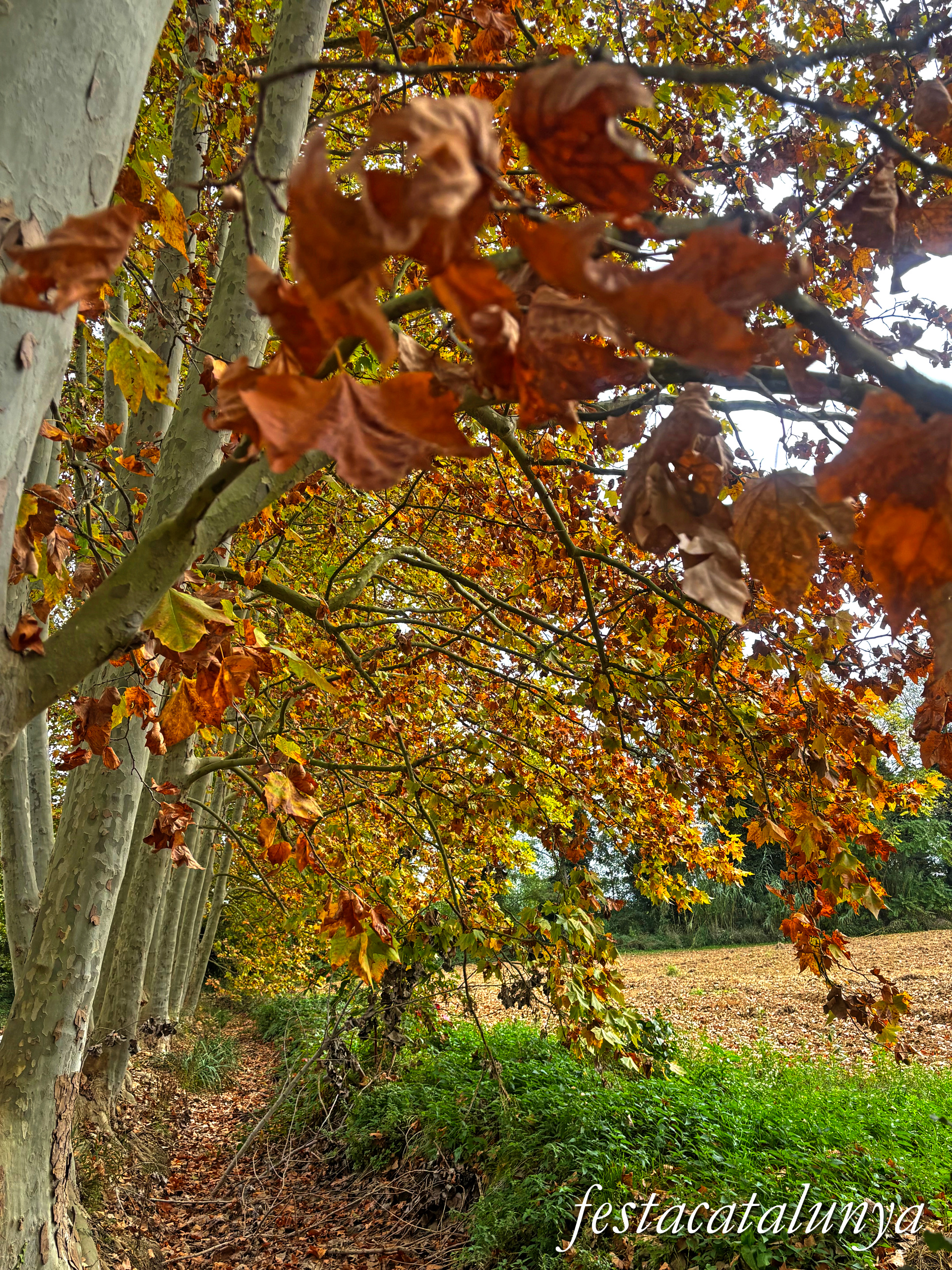 Bordils - Ruta dels arbres singulars - Plataners de can Coll 