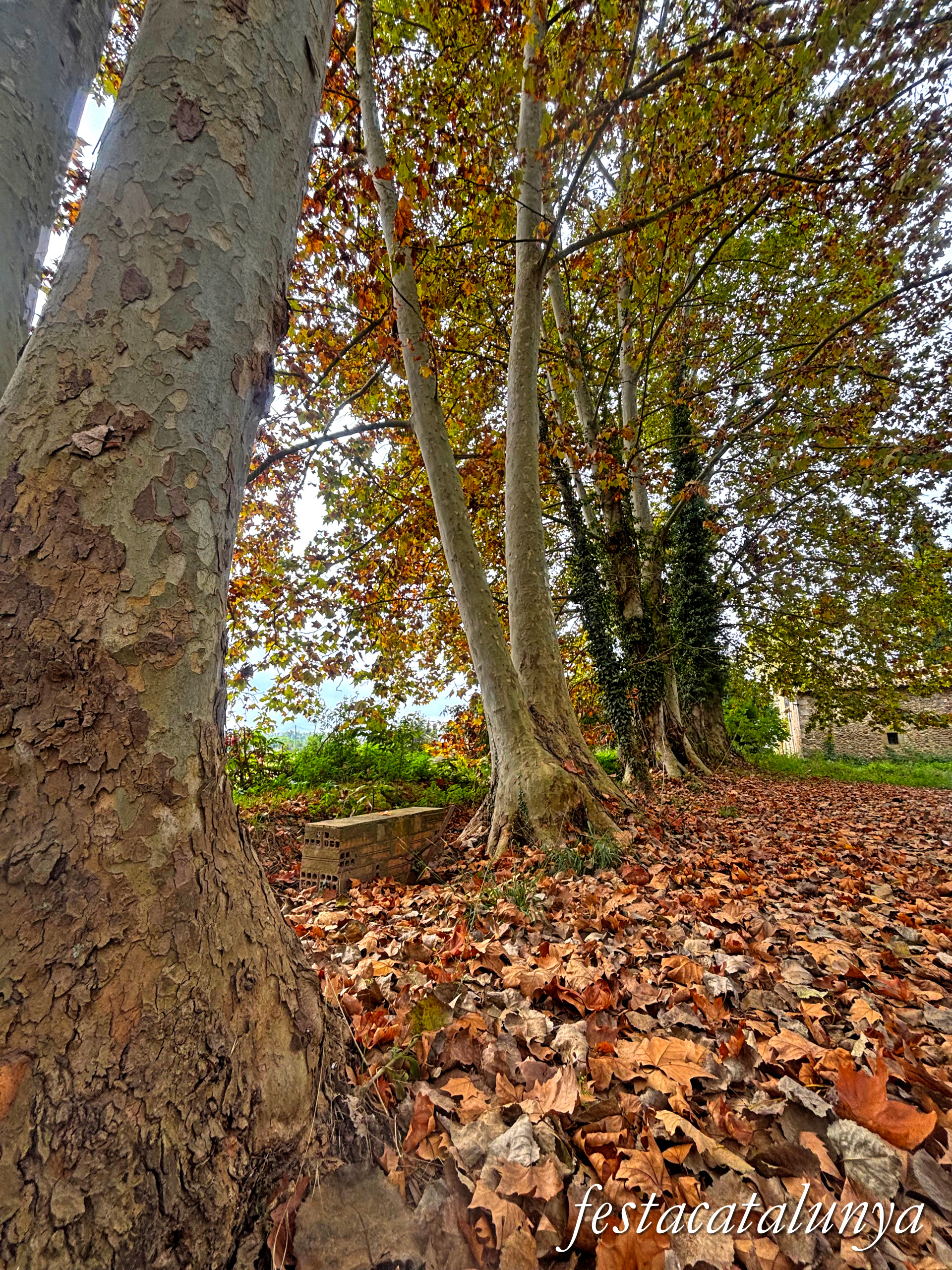 Bordils - Ruta dels arbres singulars - Plataners de can Coll