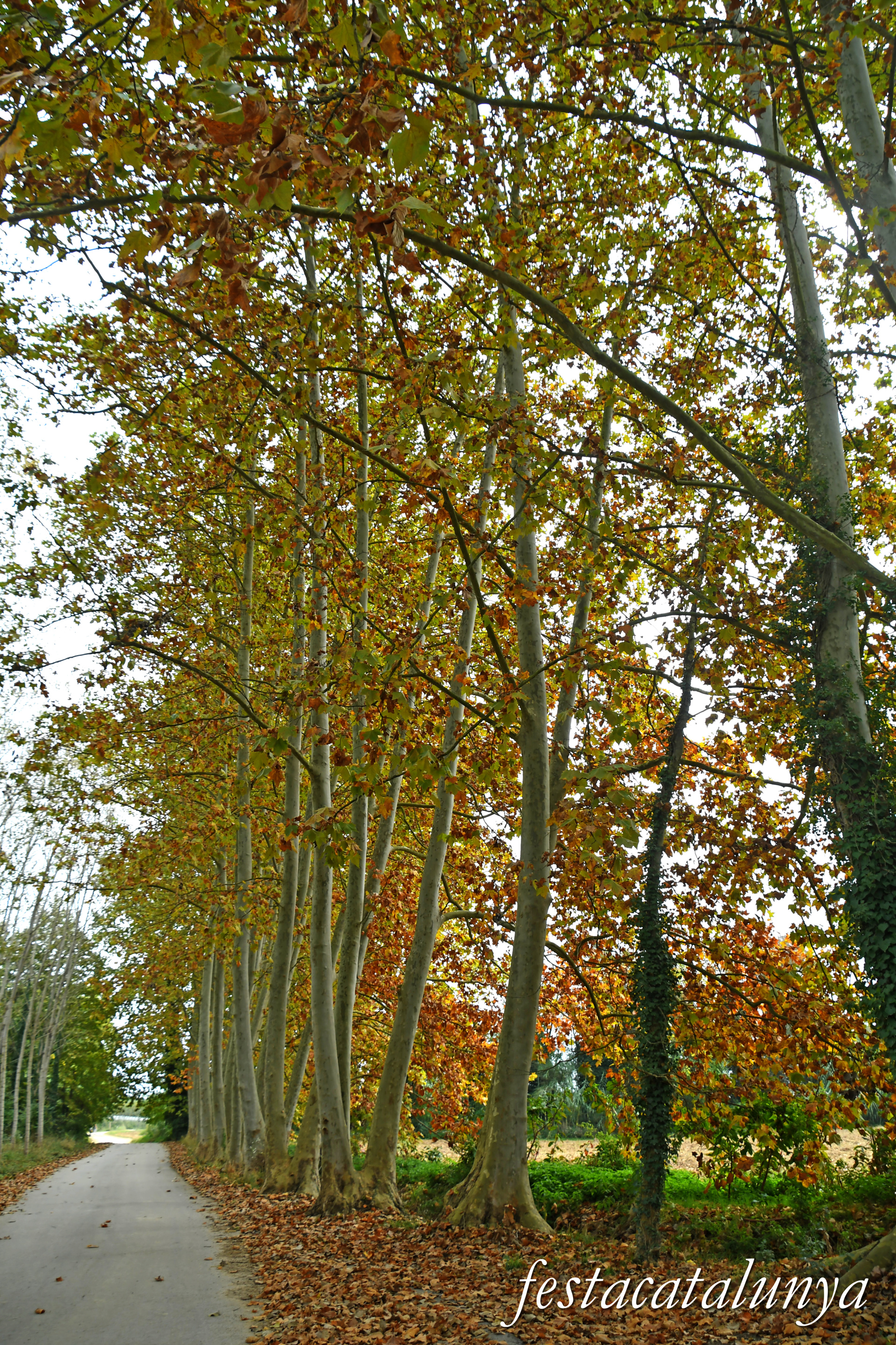 Bordils - Ruta dels arbres singulars - Plataners de can Coll 