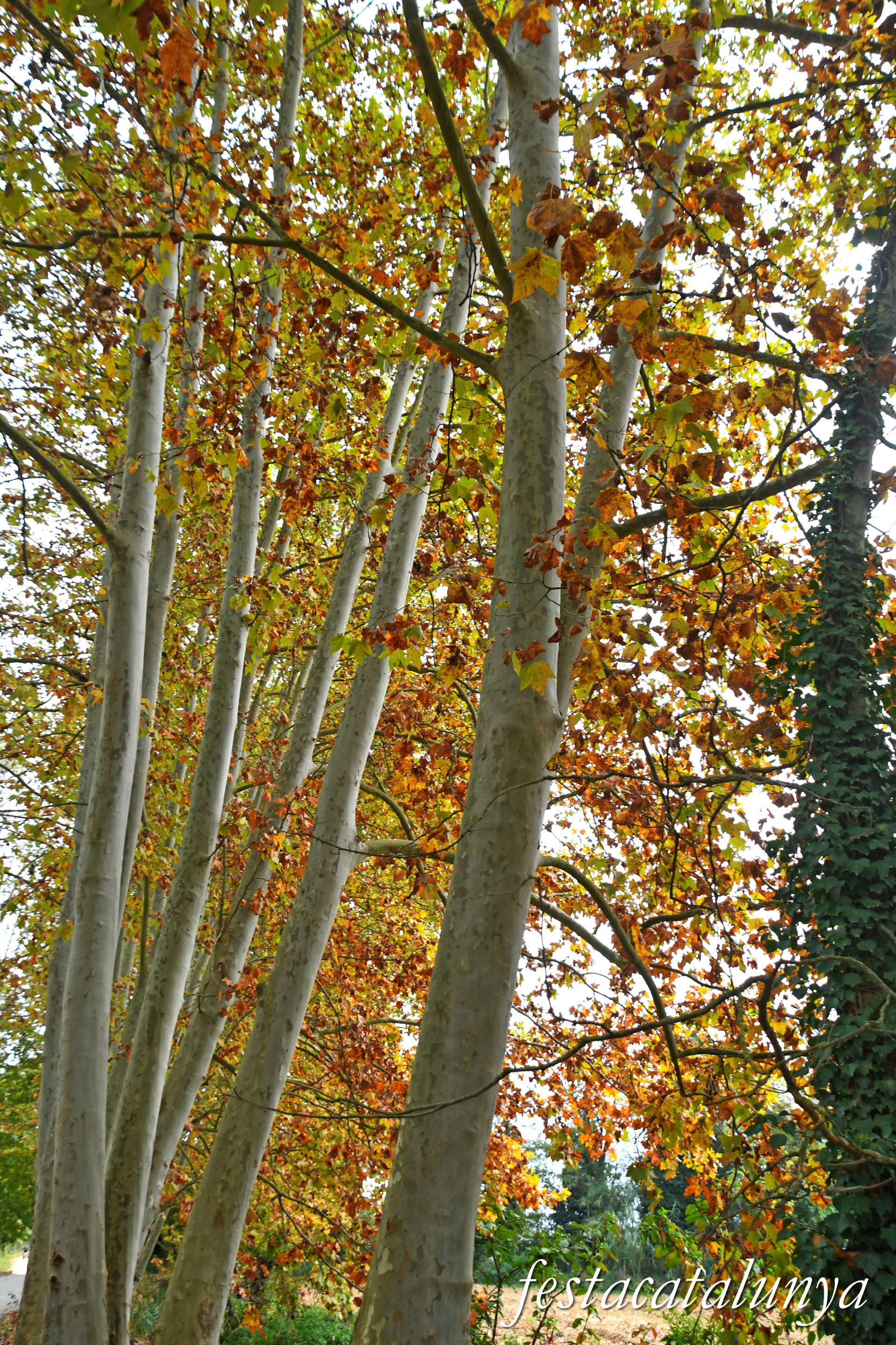 Bordils - Ruta dels arbres singulars - Plataners de can Coll 