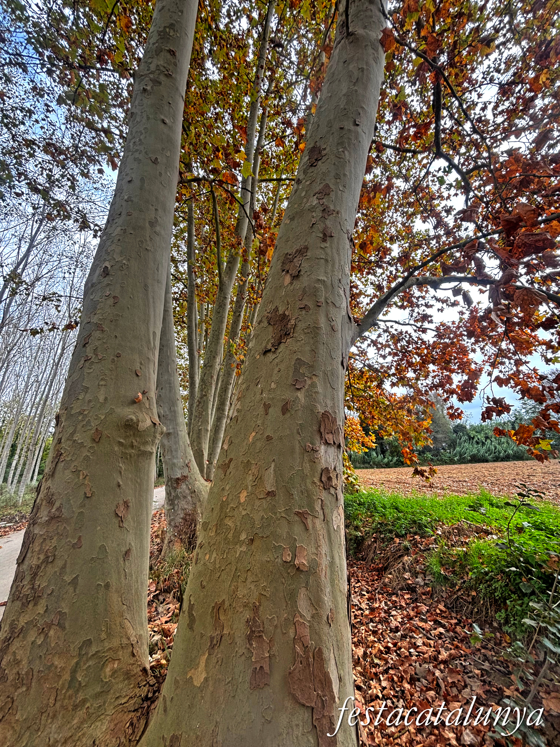 Bordils - Ruta dels arbres singulars - Plataners de can Coll 