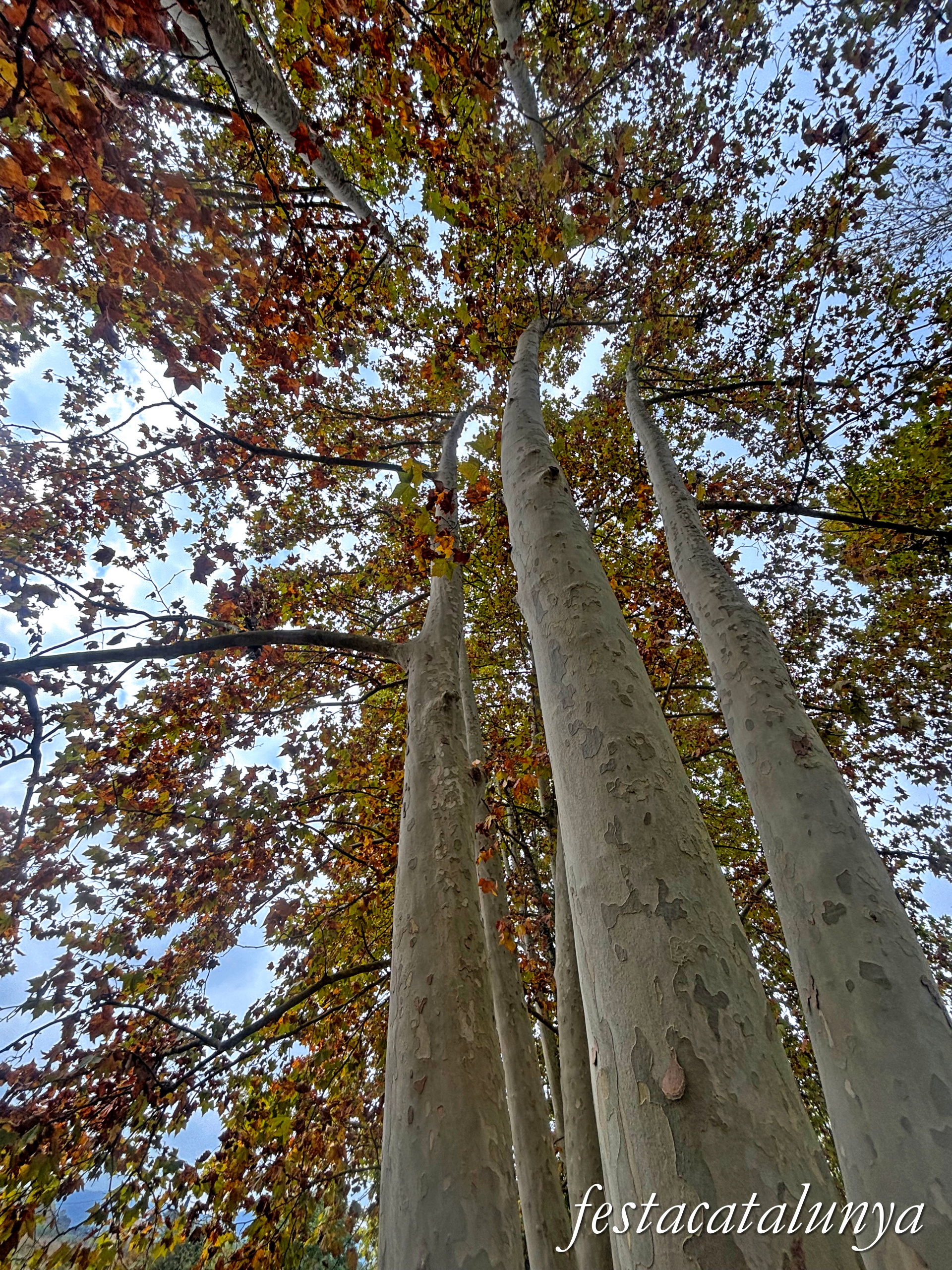 Bordils - Ruta dels arbres singulars - Plataners de can Coll