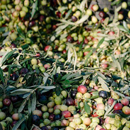 Fira de l'oli Baronia de Cabacés