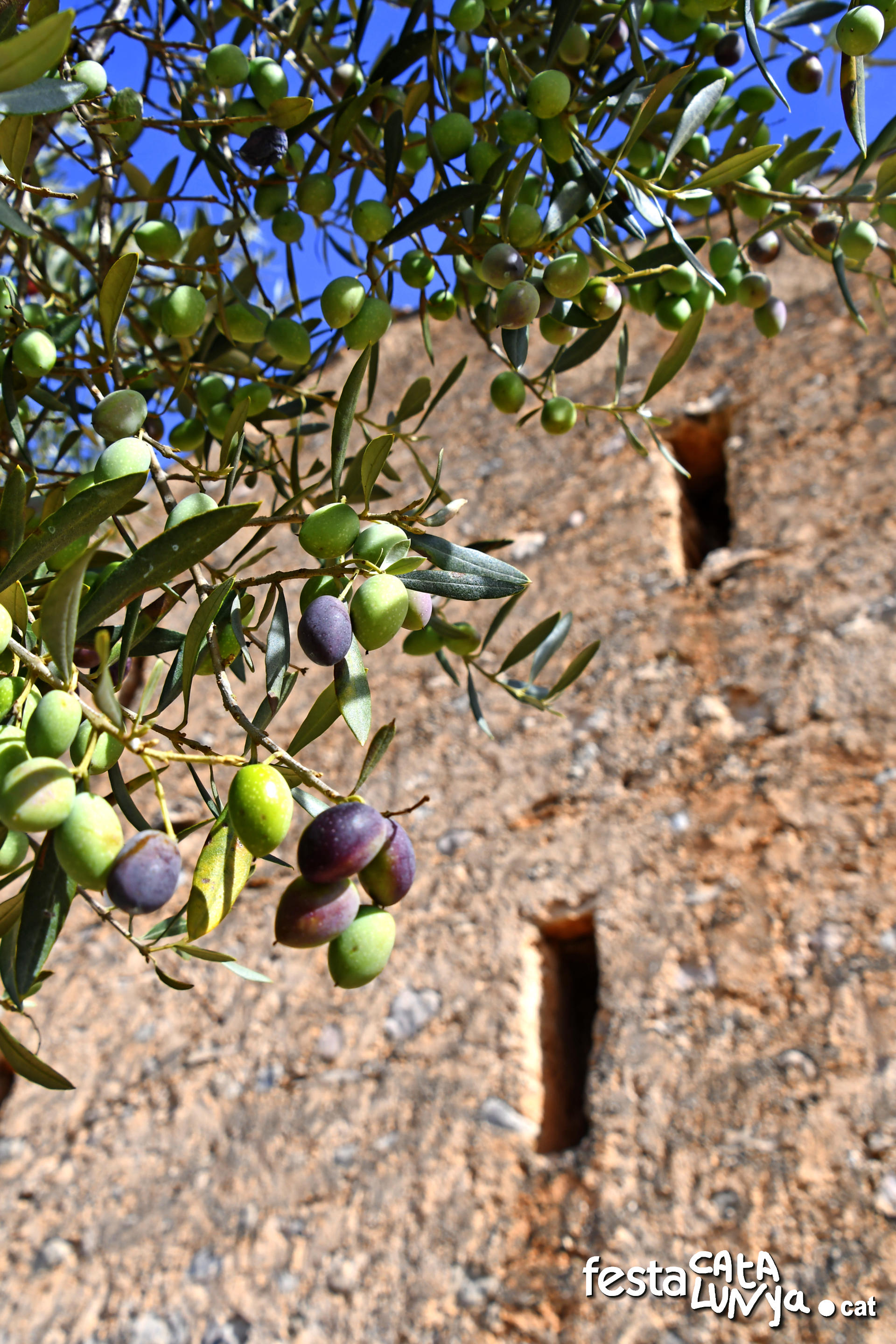 Santa Bàrbara - Molí de Vallès  