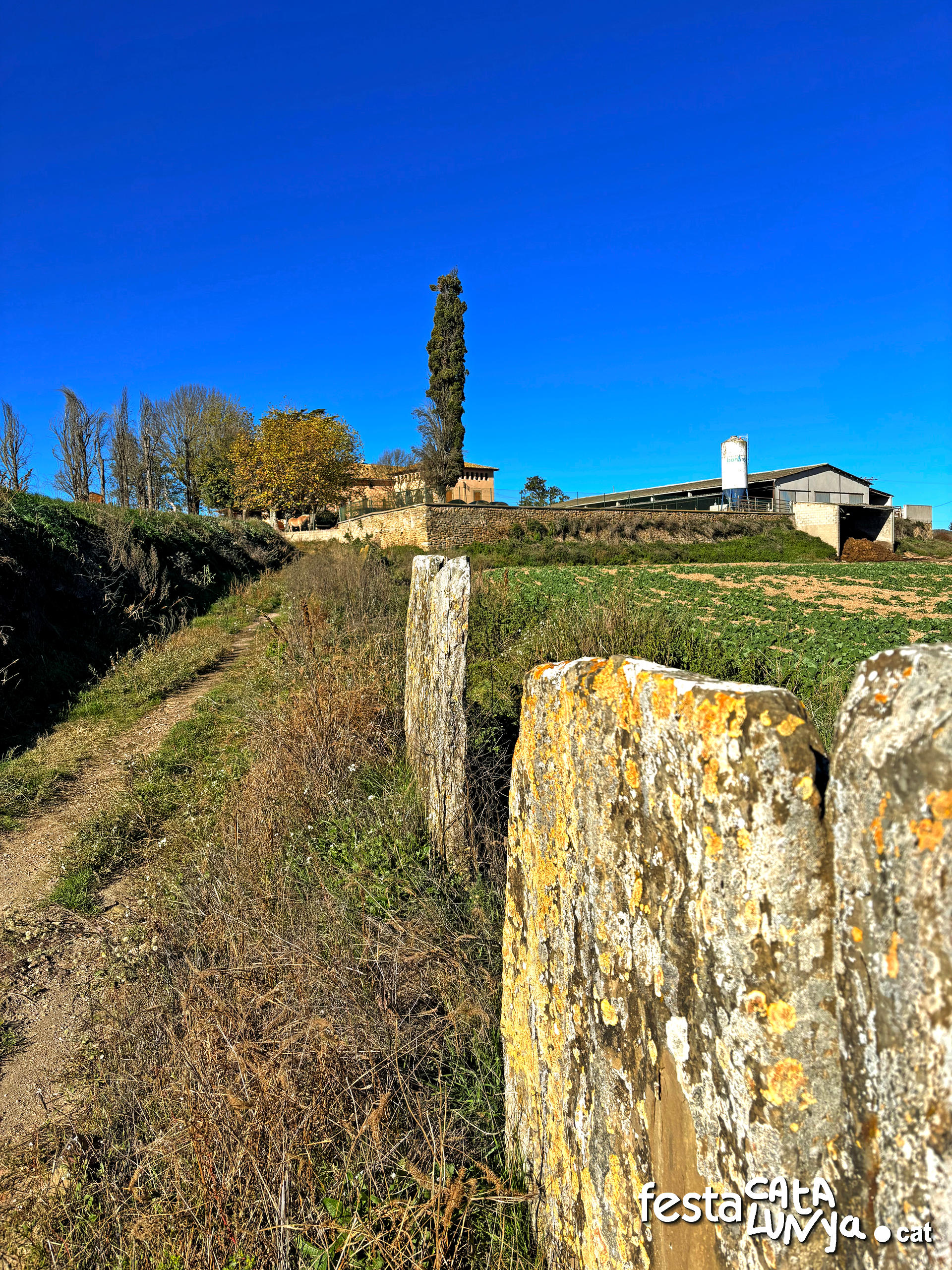 Balenyà - Mur de lloses del camí del Pla prop del camí ral 
