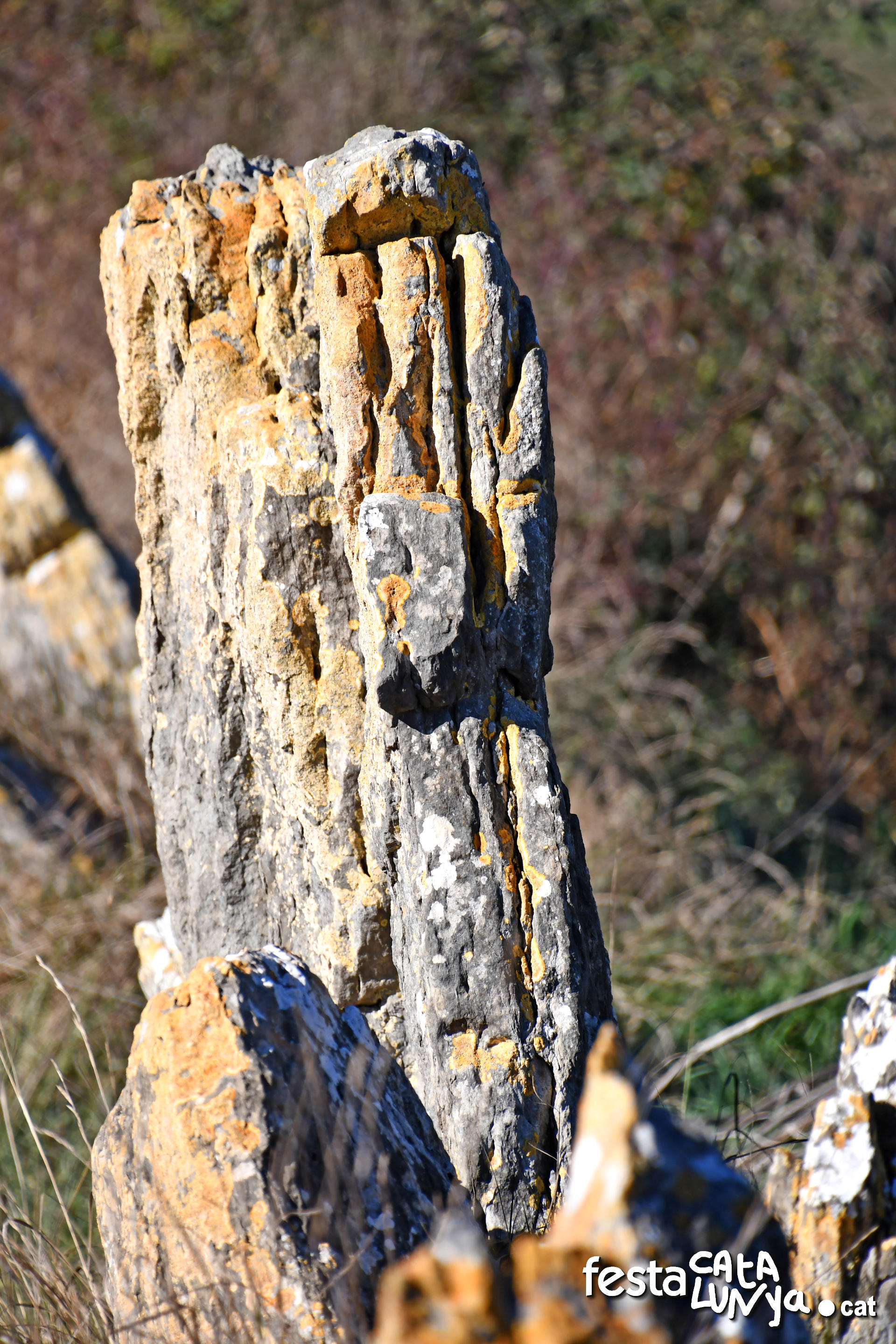 Balenyà - Mur de lloses del camí del Pla prop del camí ral 