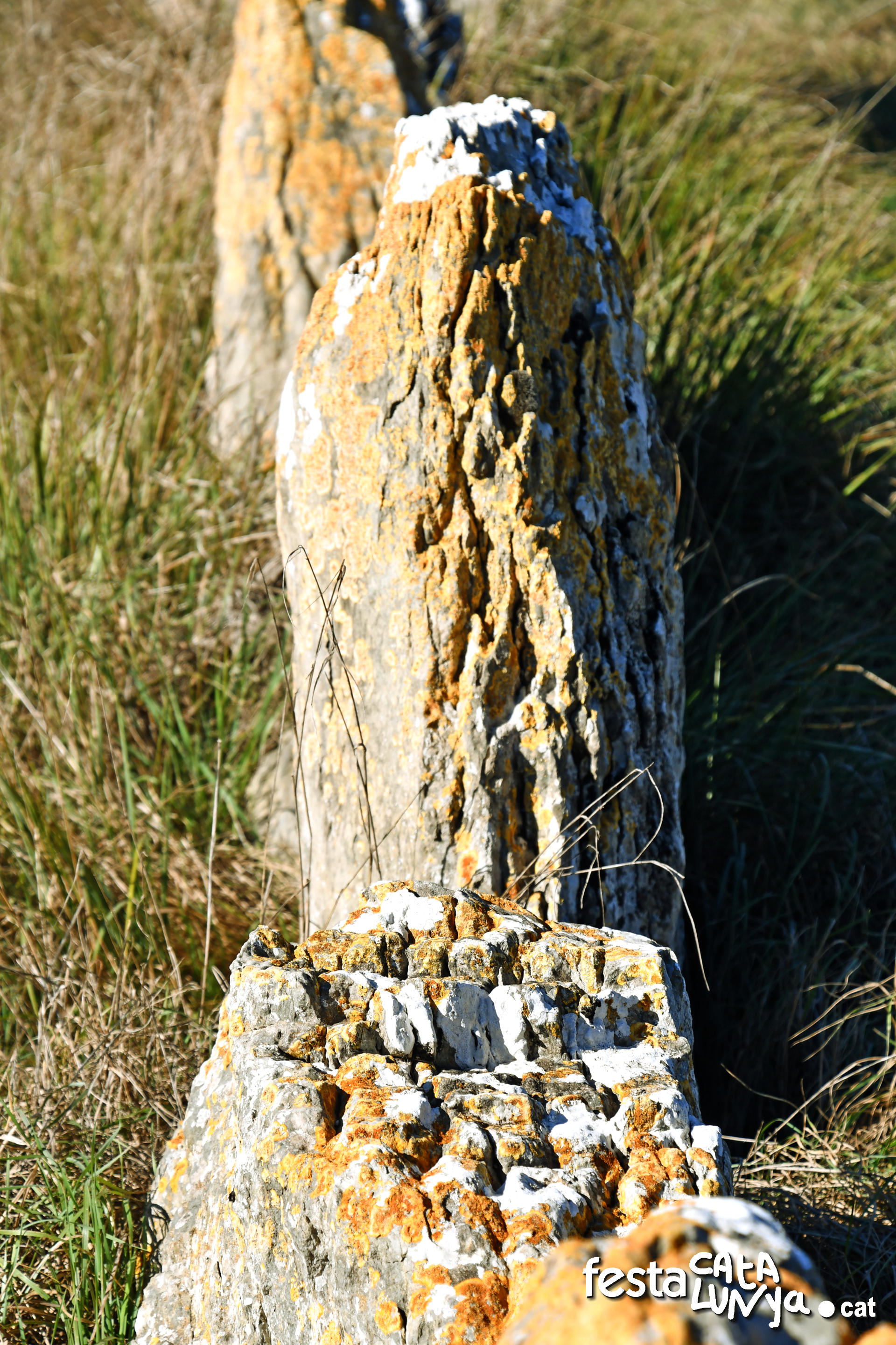 Balenyà - Mur de lloses del camí del Pla prop del camí ral 