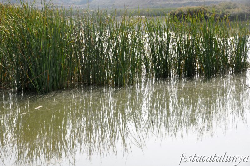 Vila-sana - Estany d’Ivars i Vila-sana
