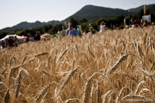 Santa Eulàlia de Riuprimer - Festa del Segar i el Batre (Foto: Adrià Costa)