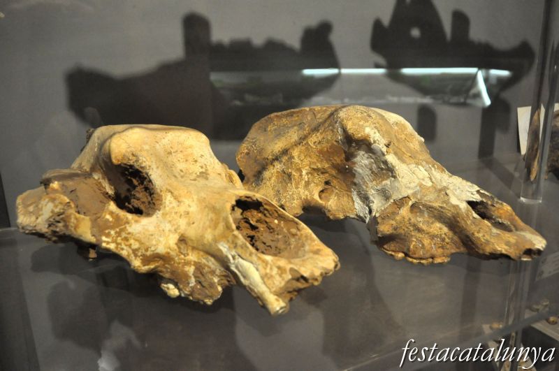 Moià - Museu arqueològic i paleontològic de Moià