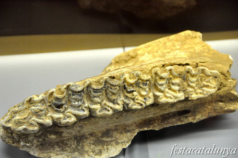 Moià - Museu arqueològic i paleontològic de Moià