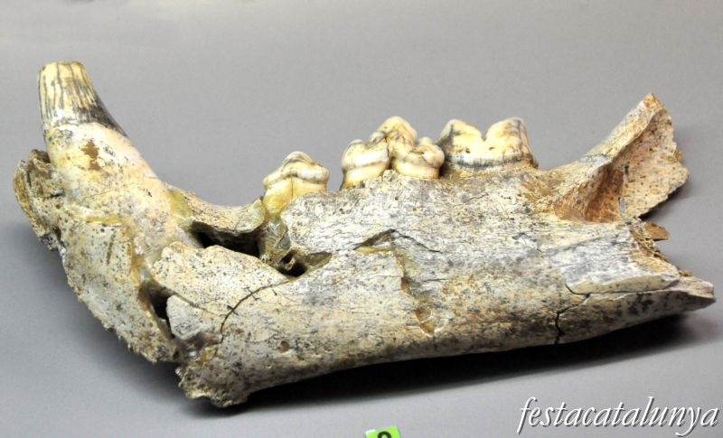 Moià - Museu arqueològic i paleontològic de Moià