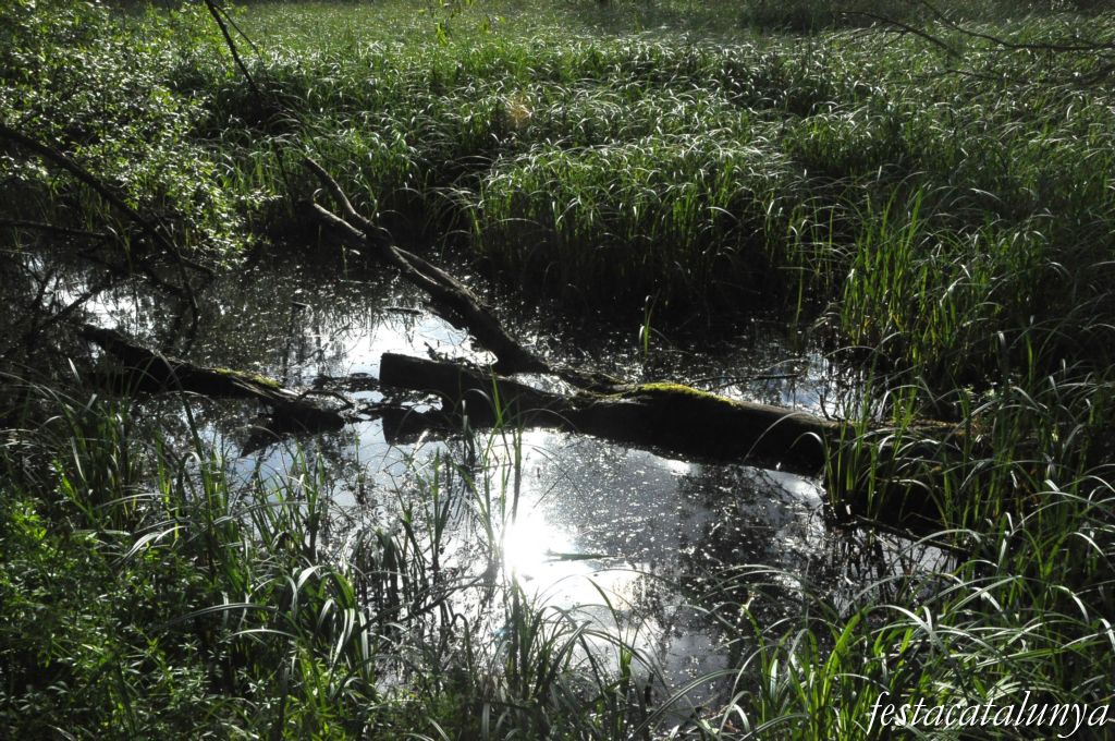 Estany de can Torrents a Tordera