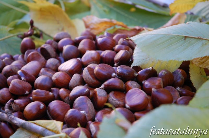 Fira de la Castanya i productes de la terra a Maçanet de Cabrenys