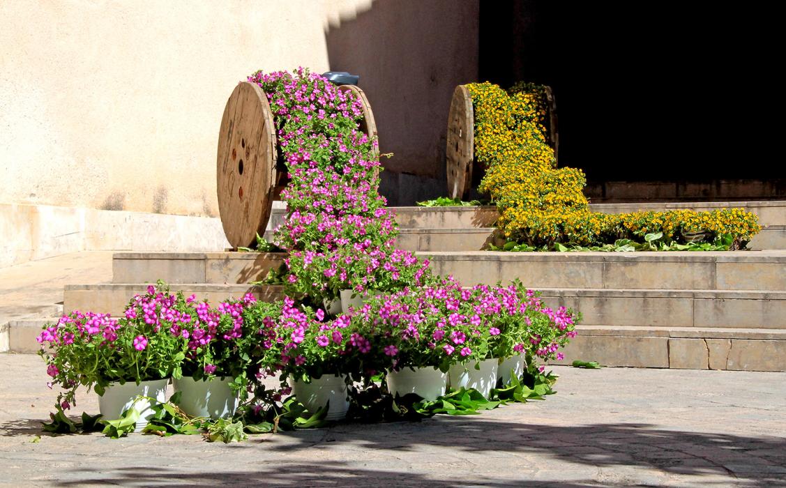 Santpedor en flor