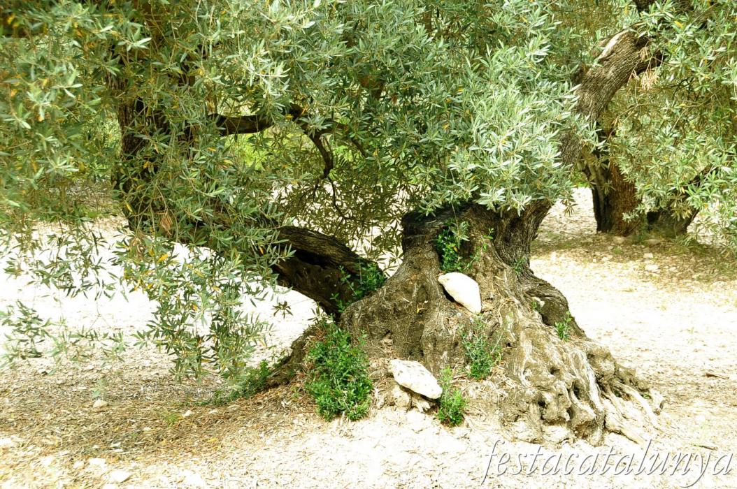 Oliveres i paisatge