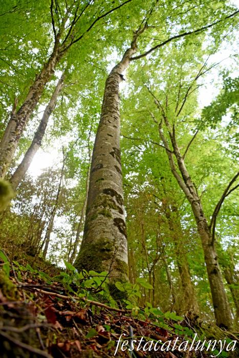 La Fageda a les serres de Milany, Santa Magdalena, Puigsacalm i Bellmunt ***