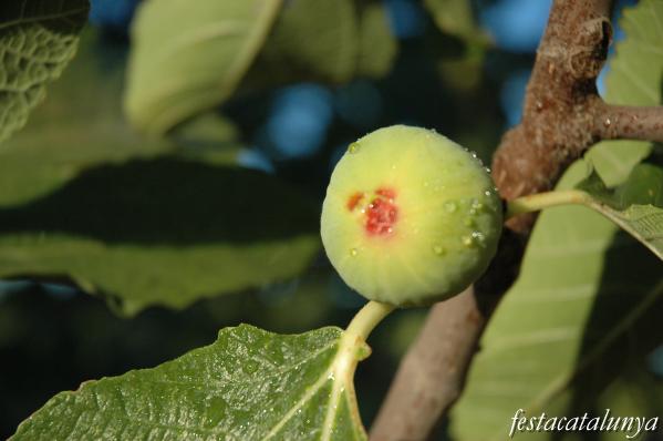 L'hort a Albinyana
