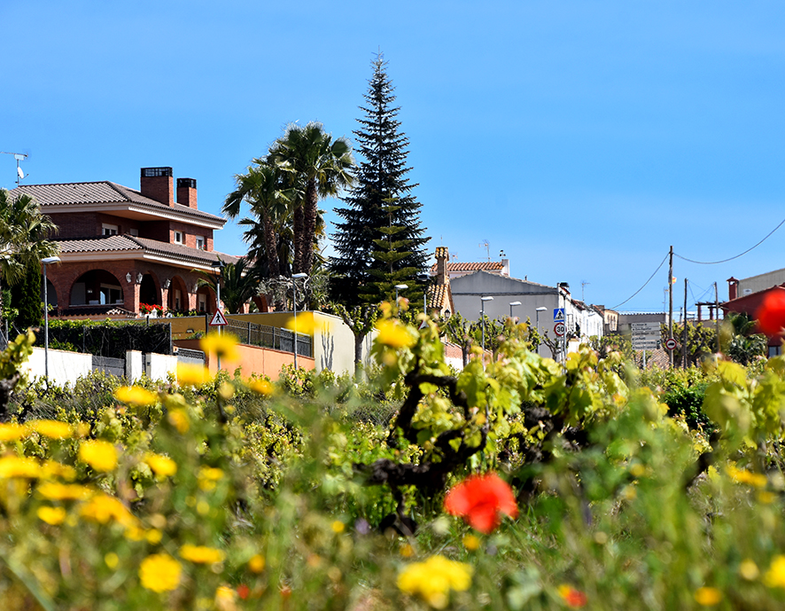 L'Arboçar a Avinyonet del Penedès