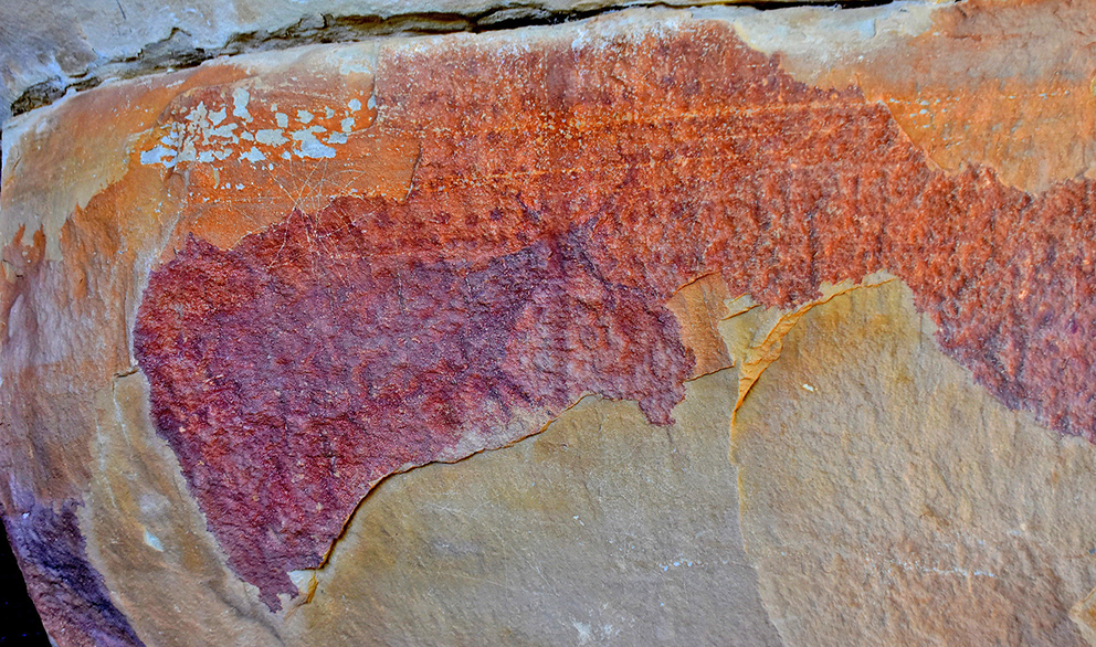 L'Albi - Pintures rupestres de la Vall de la Coma (Foto: Àngela Llop)