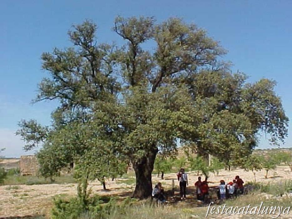 Alzina centenària d'Aspa