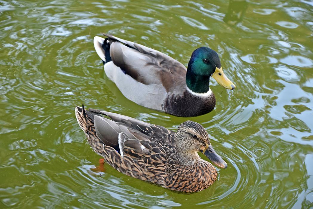 Santa Maria de Palautordera - Parc de l'Arboretum, l'Arbreda del Montseny